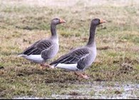 Greylag Geese