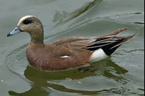 Widgeon